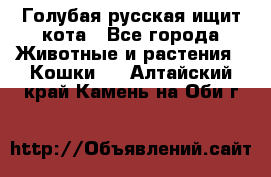 Голубая русская ищит кота - Все города Животные и растения » Кошки   . Алтайский край,Камень-на-Оби г.